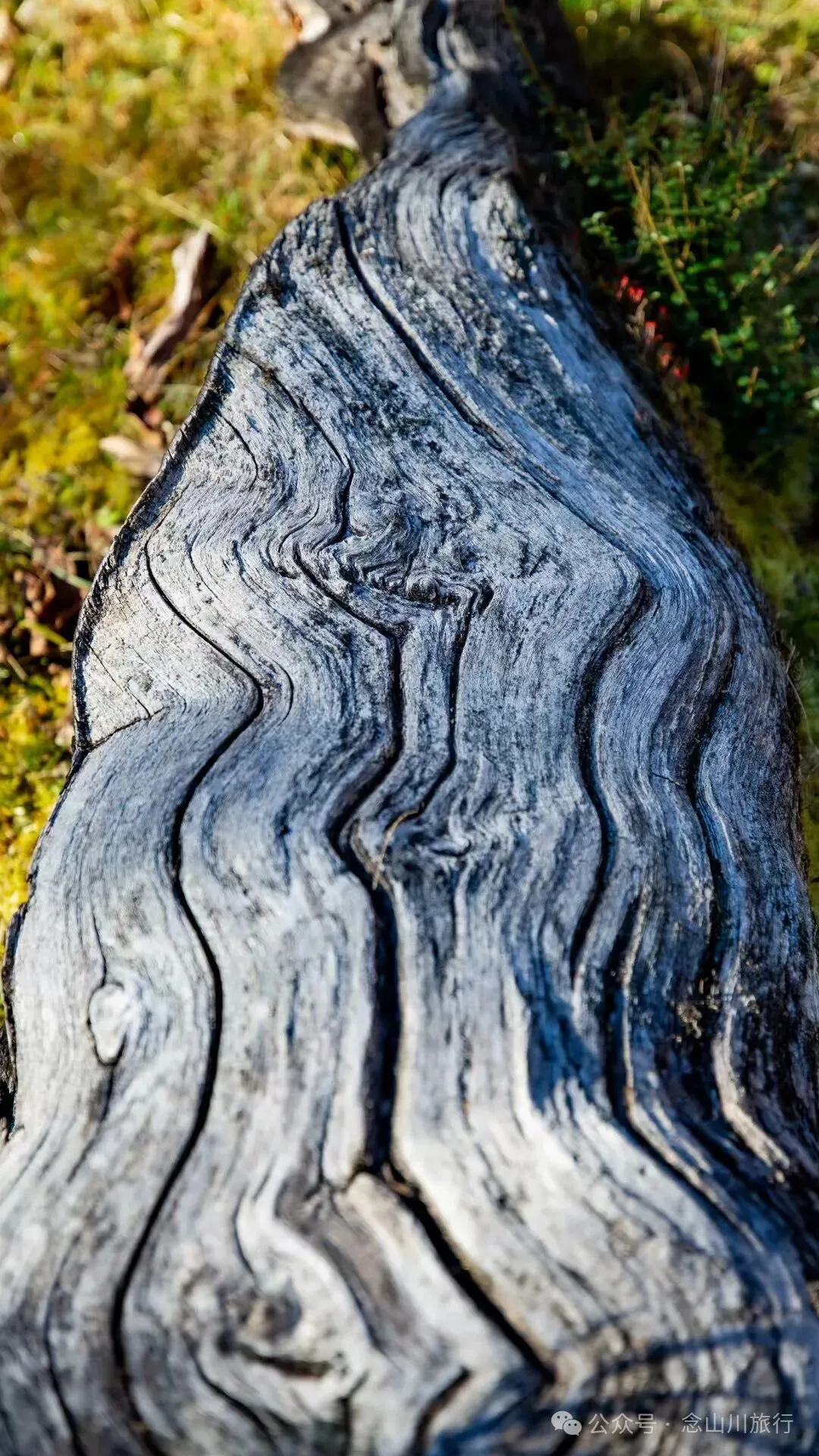 东桑卡，人类退出之后自然重新回归，隐居山野的理想之地 - 第12张