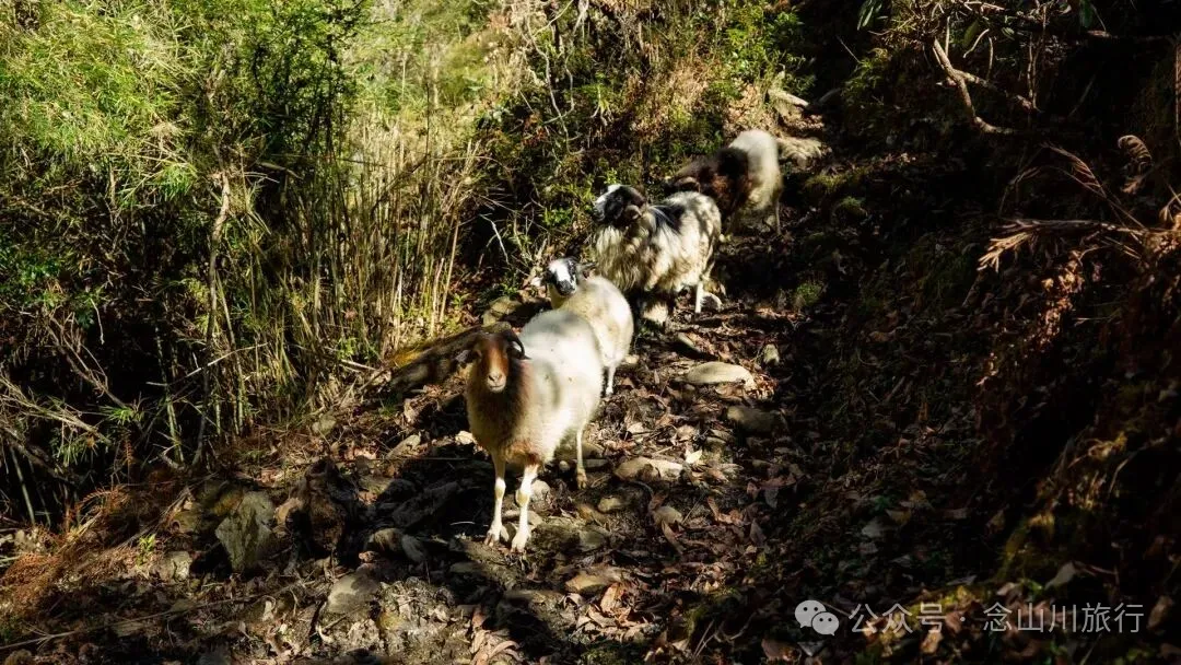 东桑卡，人类退出之后自然重新回归，隐居山野的理想之地 - 第27张