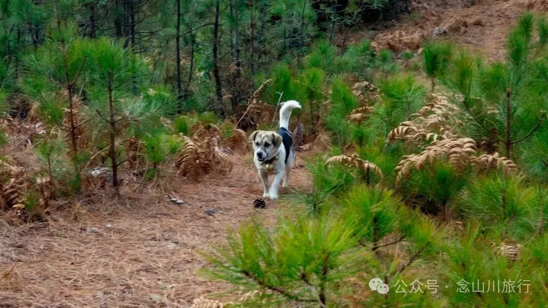 巴珠人物｜达来寺主持贡秋史罗，把每一个梦境照进现实的修行人 - 第13张