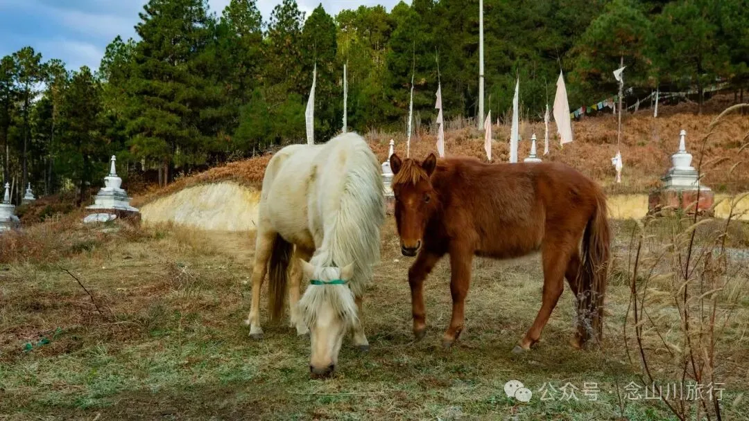 巴珠人物｜达来寺主持贡秋史罗，把每一个梦境照进现实的修行人 - 第15张