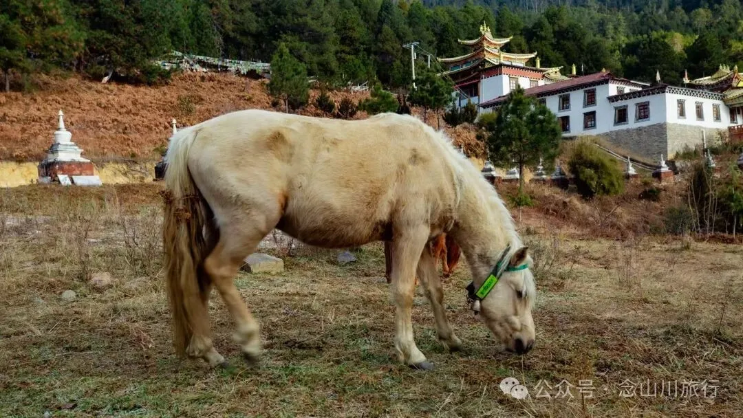 巴珠人物｜达来寺主持贡秋史罗，把每一个梦境照进现实的修行人 - 第17张