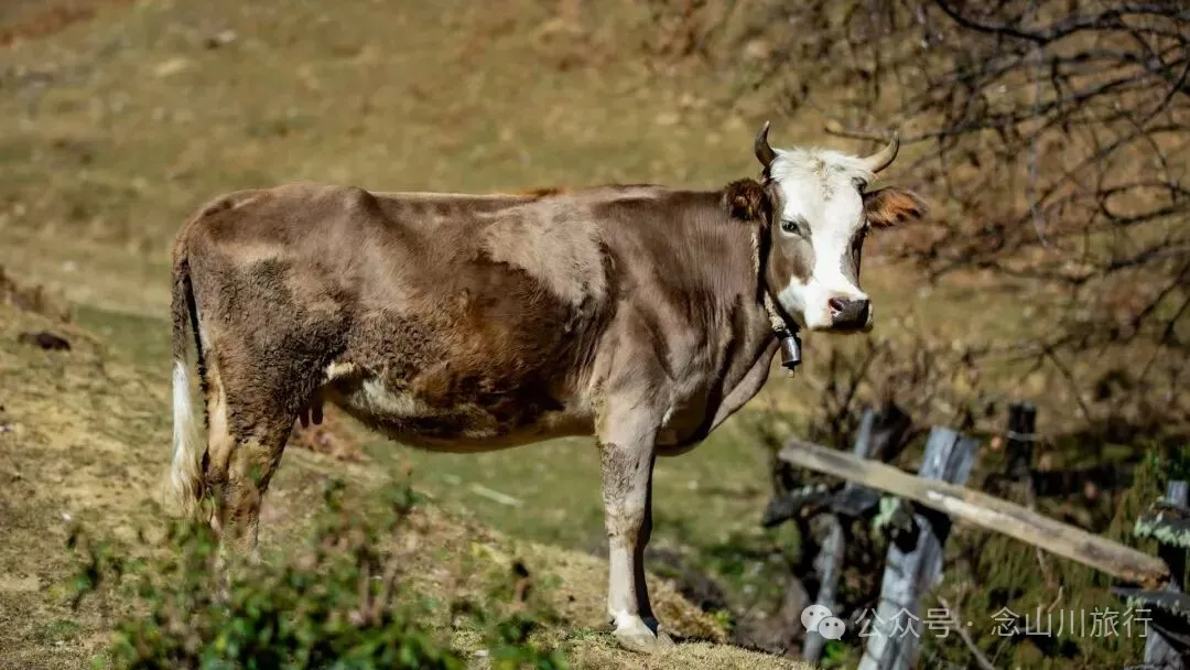 巴珠人物｜唱嘟传承人和庆文，为照顾家人放弃事业的退伍老兵 - 第16张