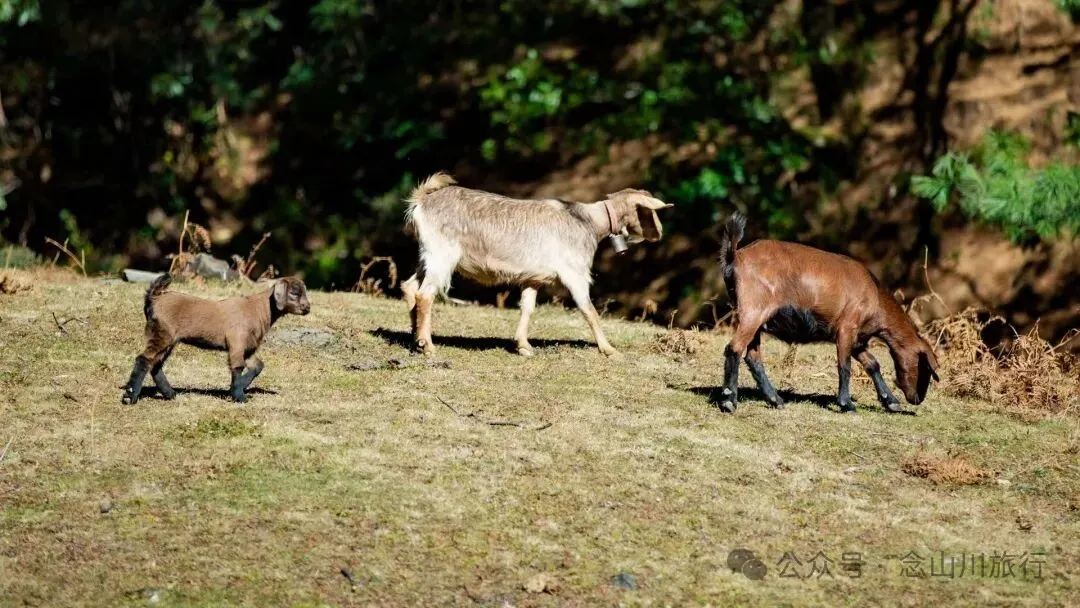 巴珠人物｜唱嘟传承人和庆文，为照顾家人放弃事业的退伍老兵 - 第17张