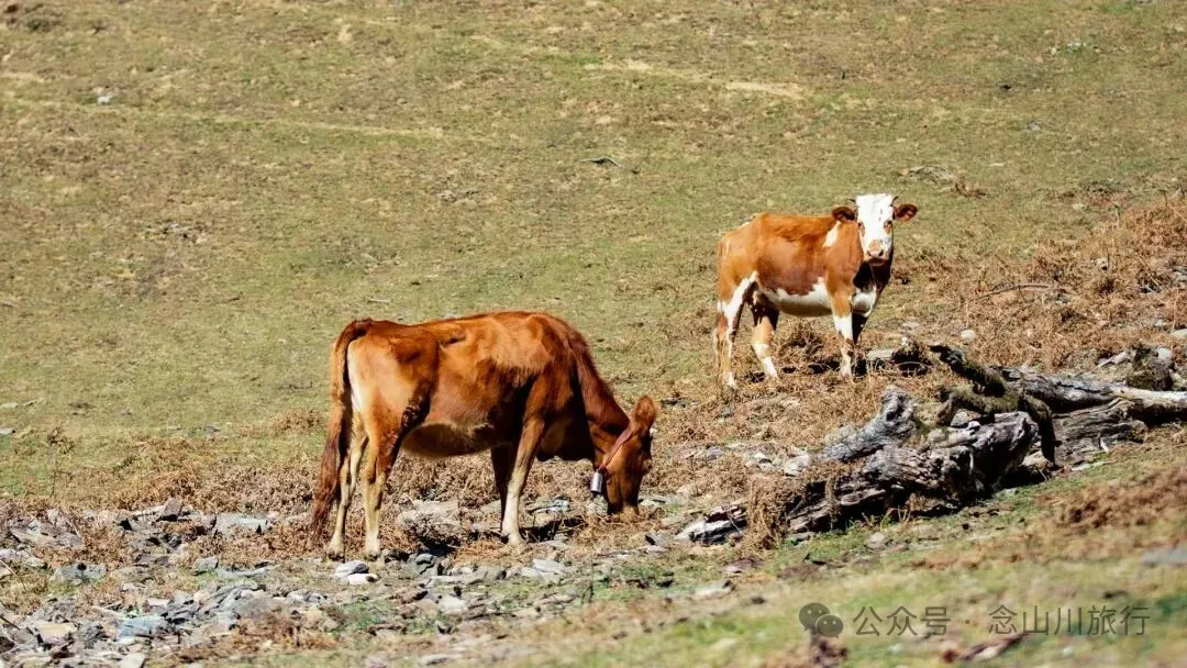 巴珠人物｜唱嘟传承人和庆文，为照顾家人放弃事业的退伍老兵 - 第3张