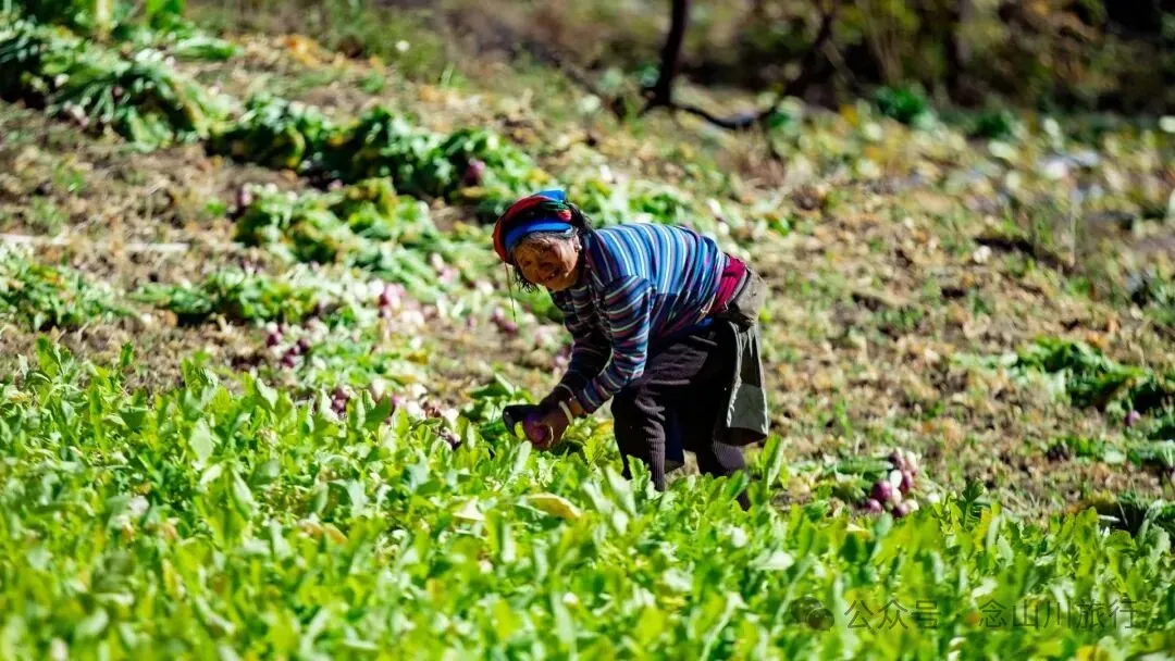 巴珠人物｜唱嘟传承人和庆文，为照顾家人放弃事业的退伍老兵 - 第6张