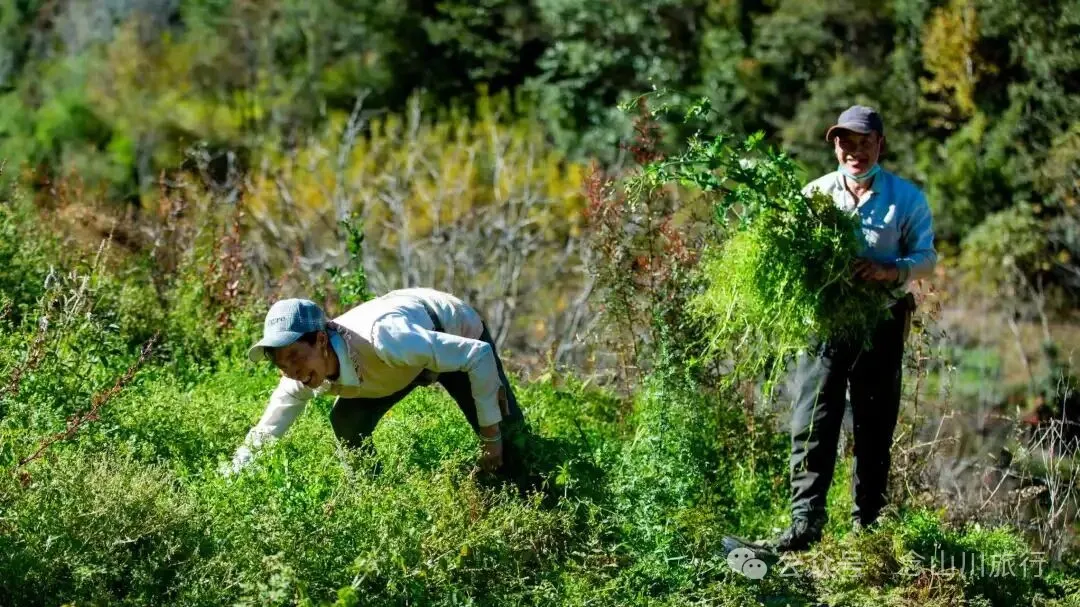 巴珠人物|坡布卓玛：婉转动听的歌声里唱出一部属于巴珠人自己的“诗经” - 第10张