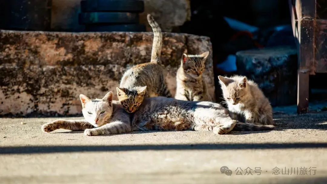 巴珠人物|坡布卓玛：婉转动听的歌声里唱出一部属于巴珠人自己的“诗经” - 第21张