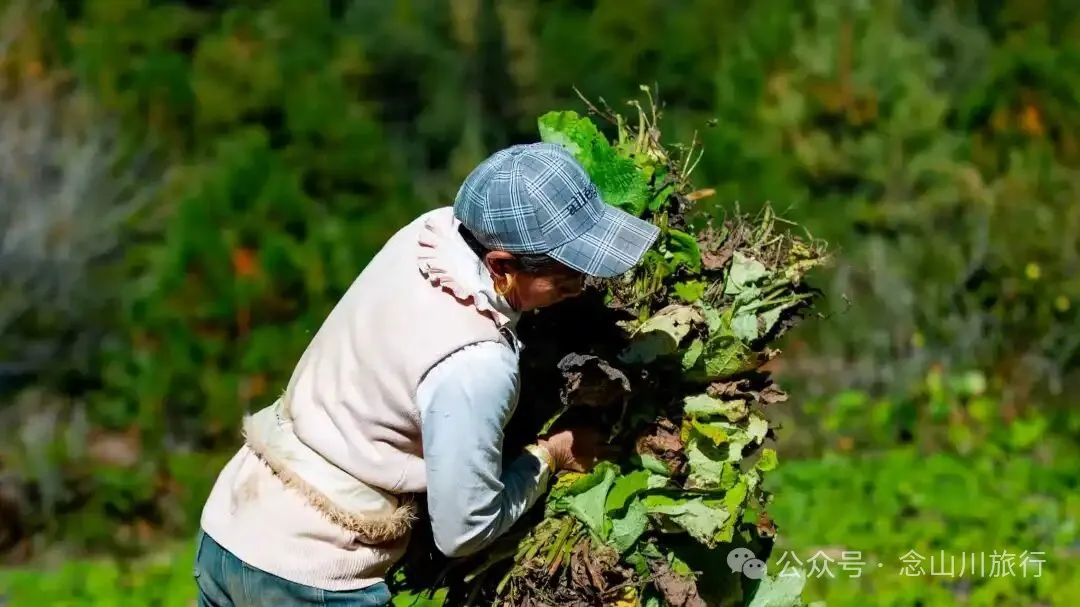 巴珠人物|坡布卓玛：婉转动听的歌声里唱出一部属于巴珠人自己的“诗经” - 第9张
