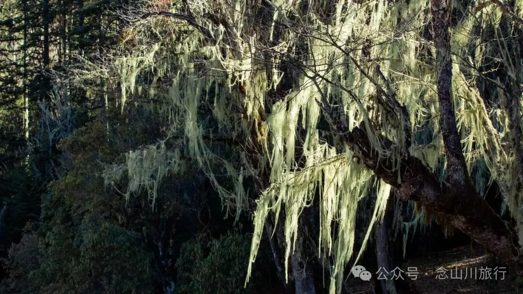 冬日小确幸：躺在遥望金沙江和塔城的山顶牧场晒一天太阳 - 第16张