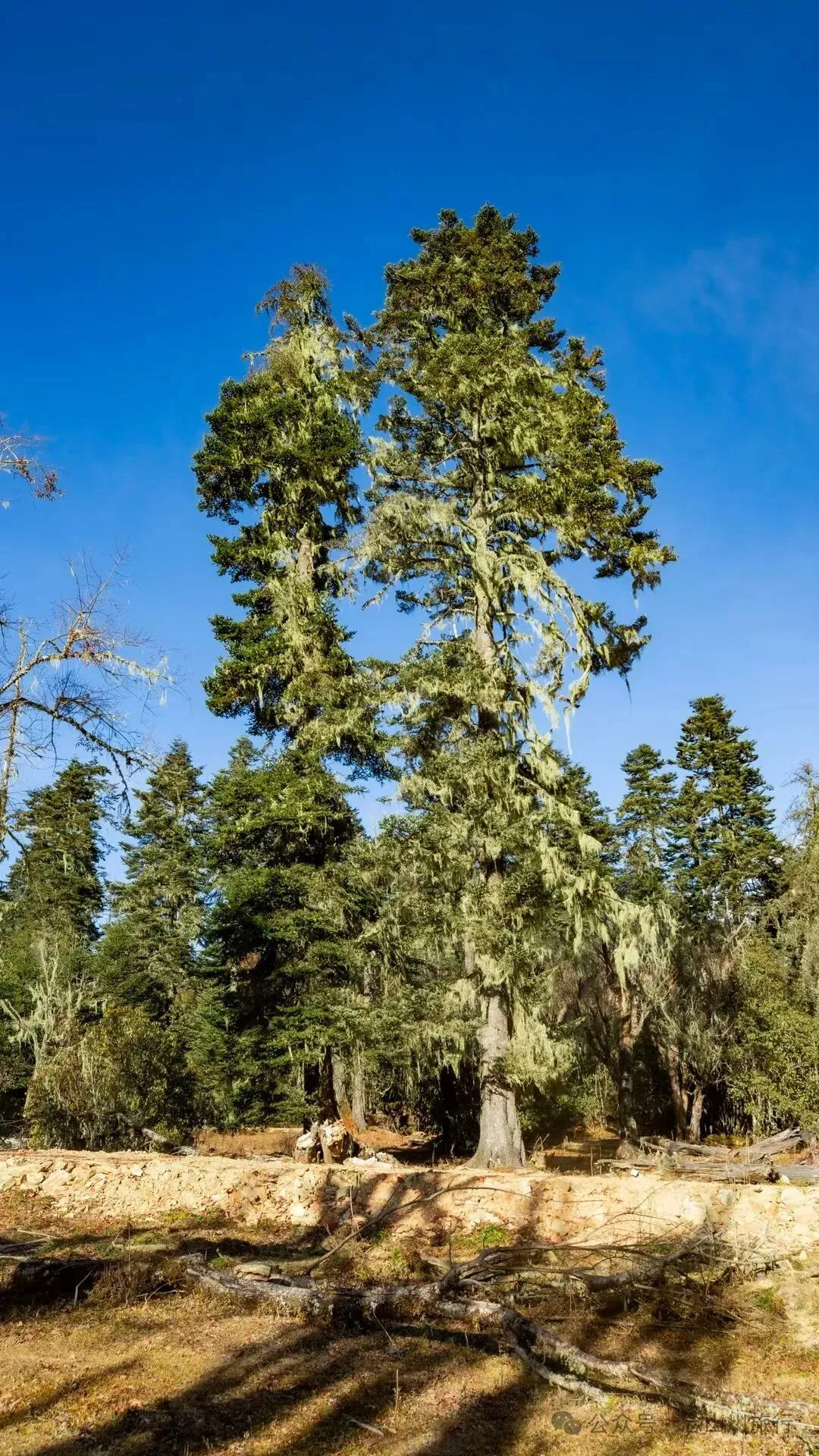 冬日小确幸：躺在遥望金沙江和塔城的山顶牧场晒一天太阳 - 第17张