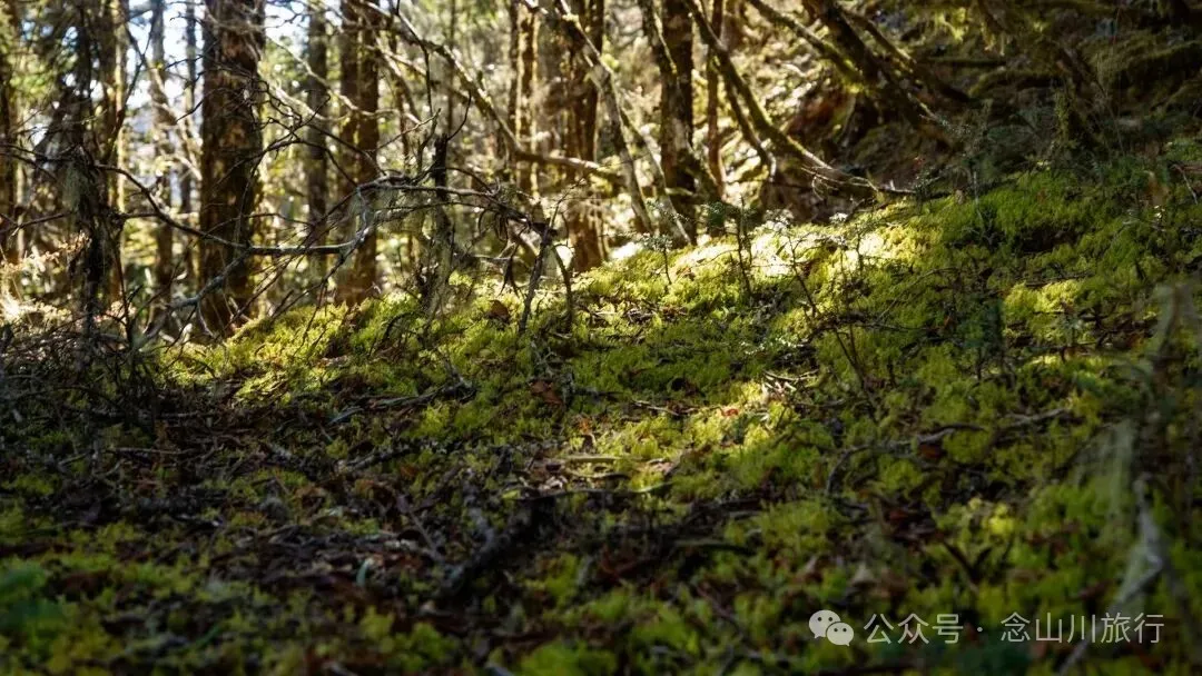 10公里翻山路的艰辛，结束于山顶牧场的小木屋——记徒步格瓦木大环线之旅 - 第26张