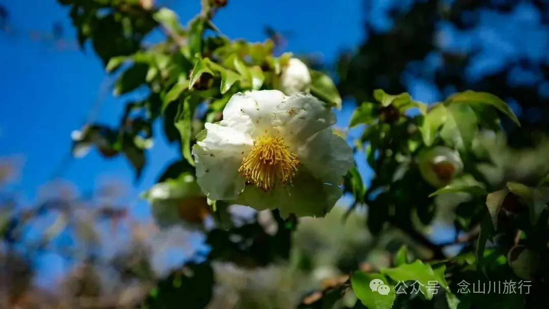 向山而开：两棵百年猴子木与它们唯一的观众 - 第1张