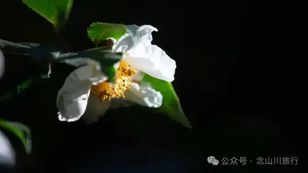 向山而开:两棵百年猴子木与它们唯一的观众