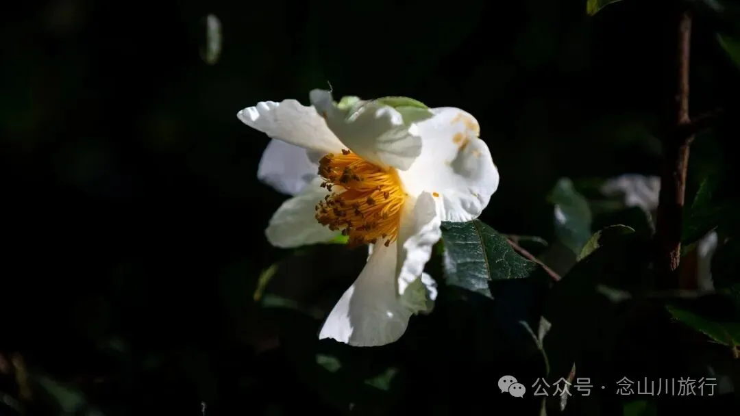 向山而开：两棵百年猴子木与它们唯一的观众 - 第3张