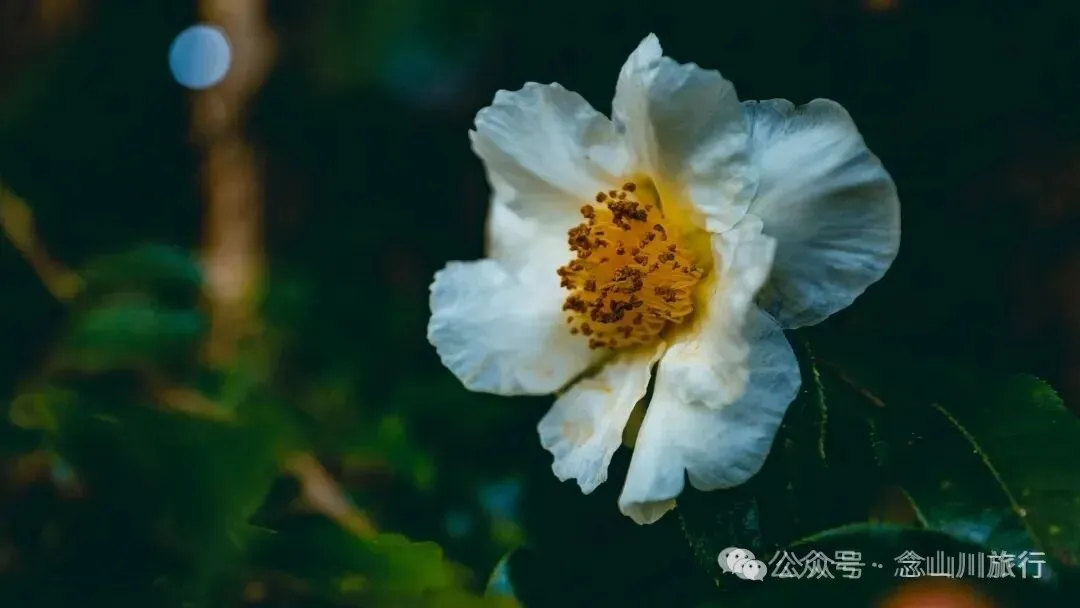 向山而开：两棵百年猴子木与它们唯一的观众 - 第4张