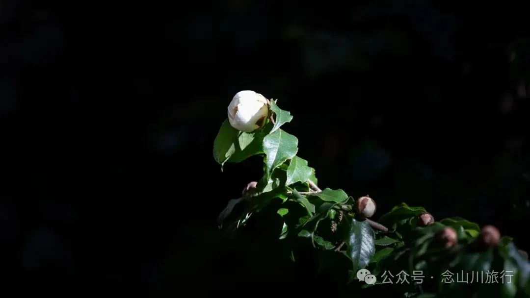 向山而开：两棵百年猴子木与它们唯一的观众 - 第5张