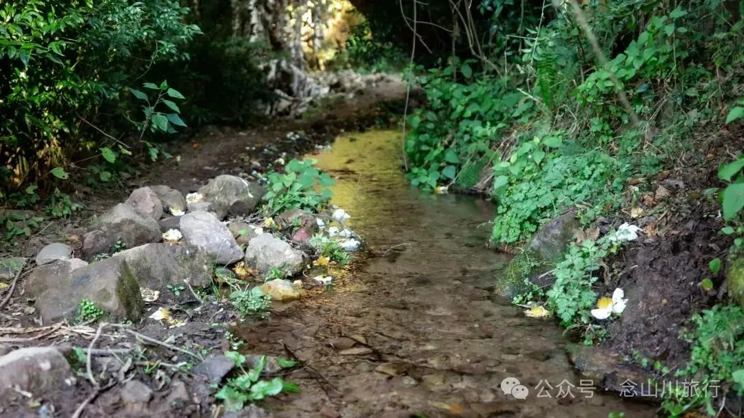 向山而开：两棵百年猴子木与它们唯一的观众 - 第6张