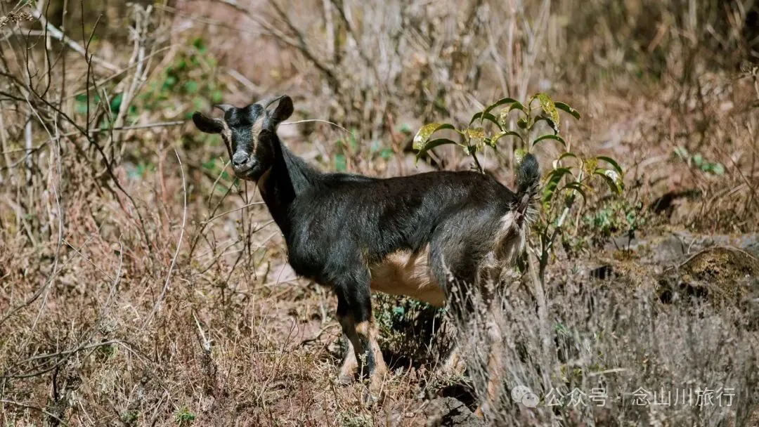 向山而开：两棵百年猴子木与它们唯一的观众 - 第7张