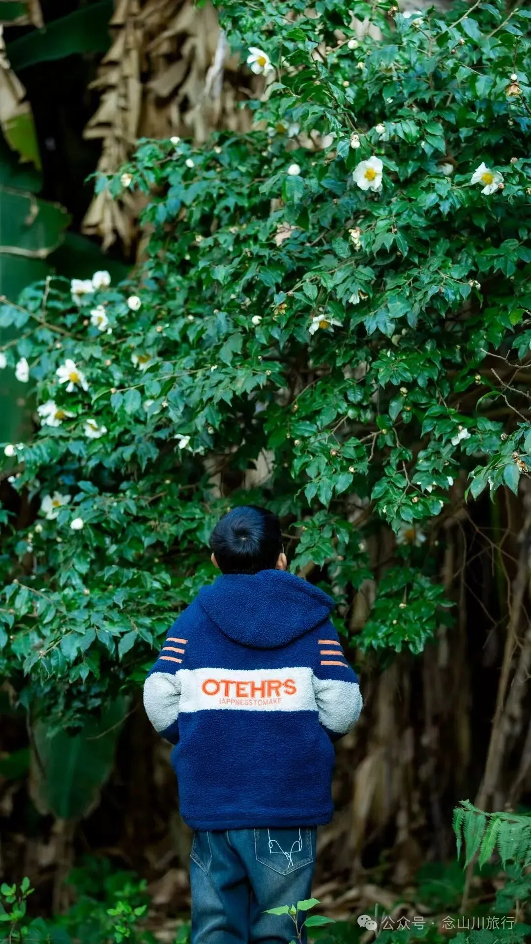 向山而开：两棵百年猴子木与它们唯一的观众 - 第9张