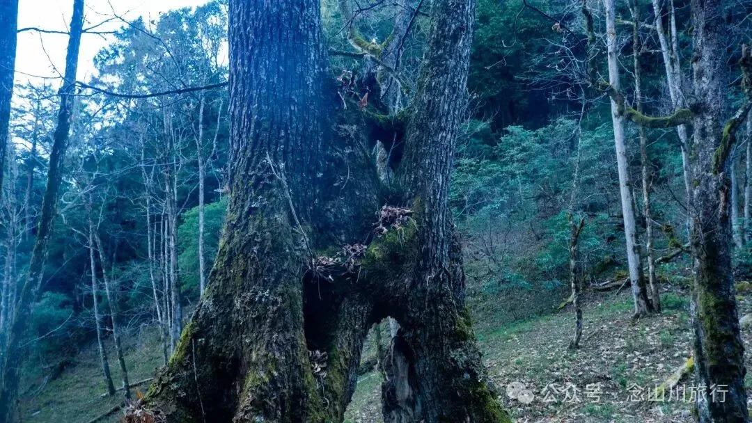 说主角是一个地名，整个山谷只有8户人家 - 第11张