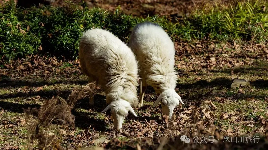 说主角是一个地名，整个山谷只有8户人家 - 第26张