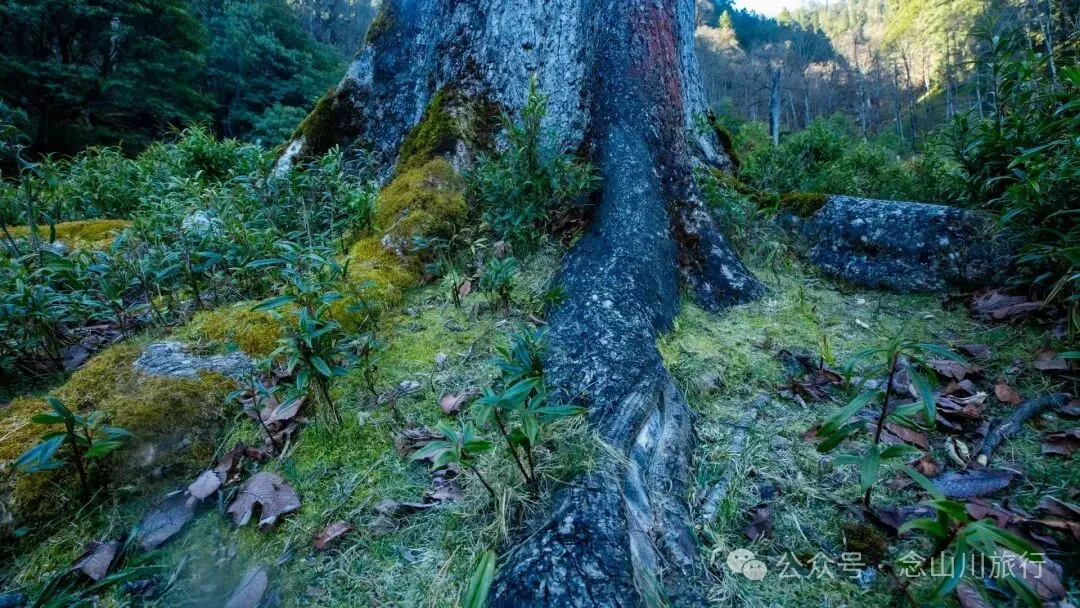 说主角是一个地名，整个山谷只有8户人家 - 第8张