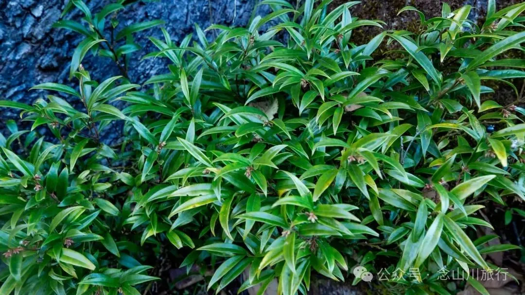 说主角是一个地名，整个山谷只有8户人家 - 第9张