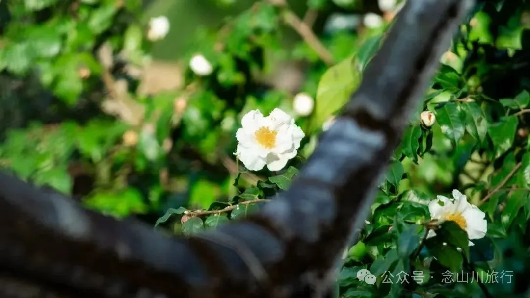 冬日山中的4件乐事：挖荠于野，汲泉煮茶，林下赏花，寒烟落霞 - 第8张