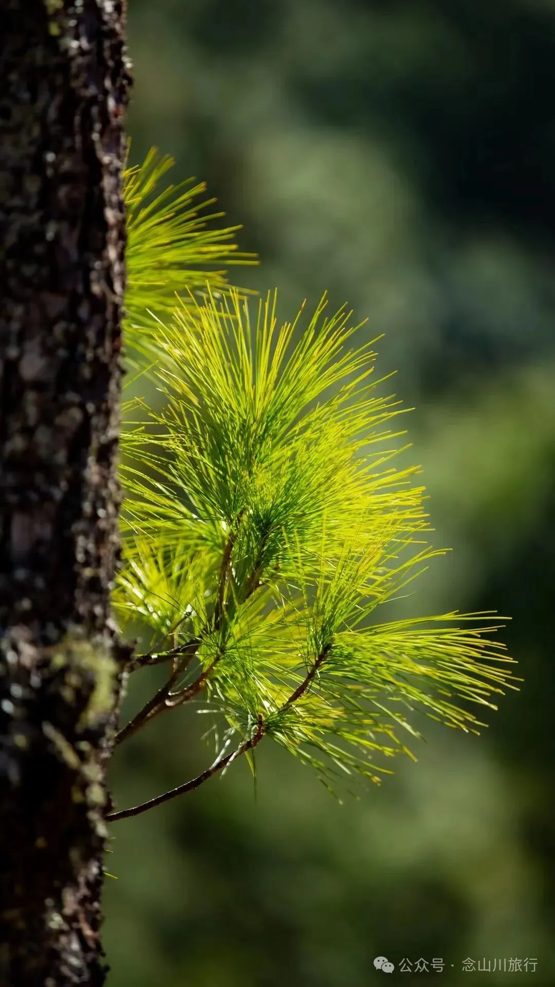 巍山冬季牧场 - 第15张