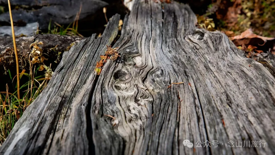叶久山川，没有黑熊，却有山神啜饮的痕迹 - 第12张
