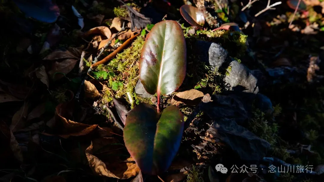 叶久山川，没有黑熊，却有山神啜饮的痕迹 - 第13张