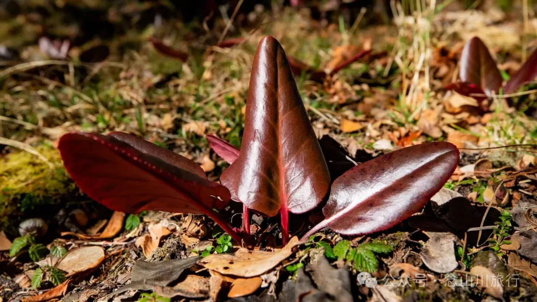 叶久山川，没有黑熊，却有山神啜饮的痕迹 - 第14张