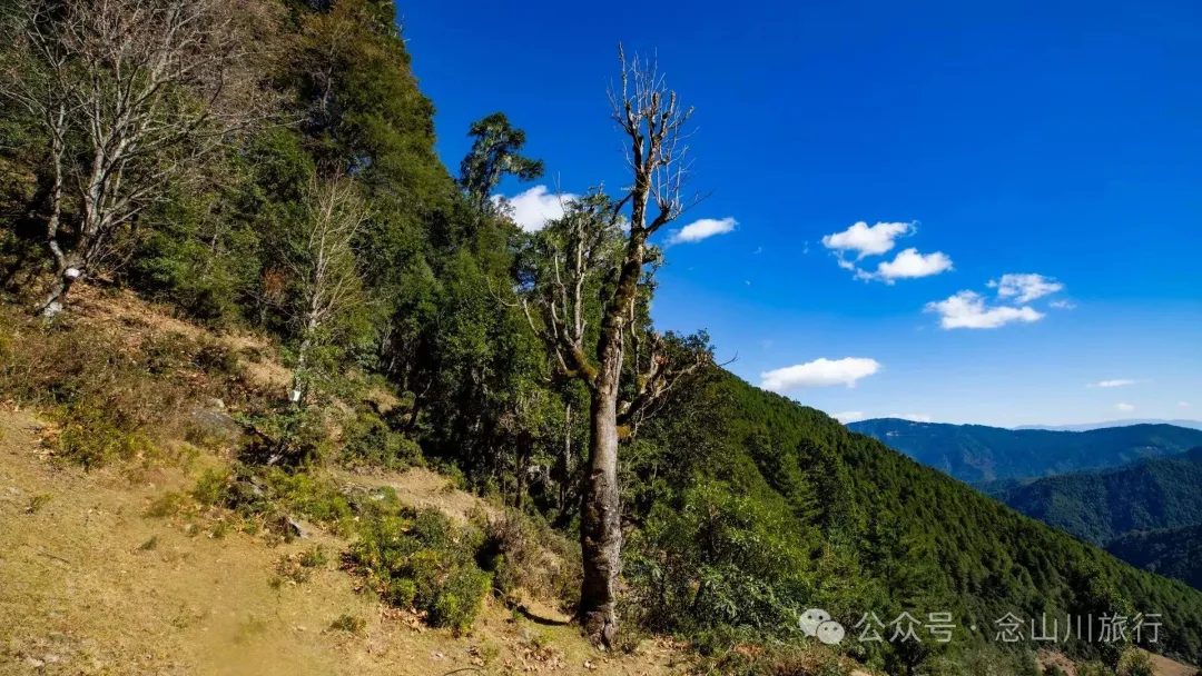 叶久山川，没有黑熊，却有山神啜饮的痕迹 - 第3张