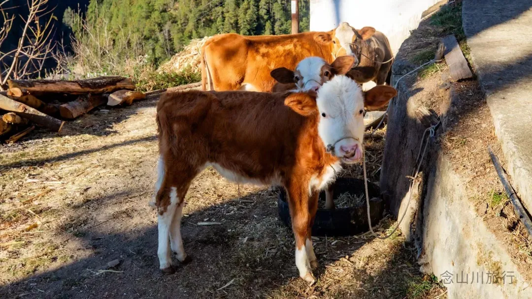 叶久山川，没有黑熊，却有山神啜饮的痕迹 - 第5张