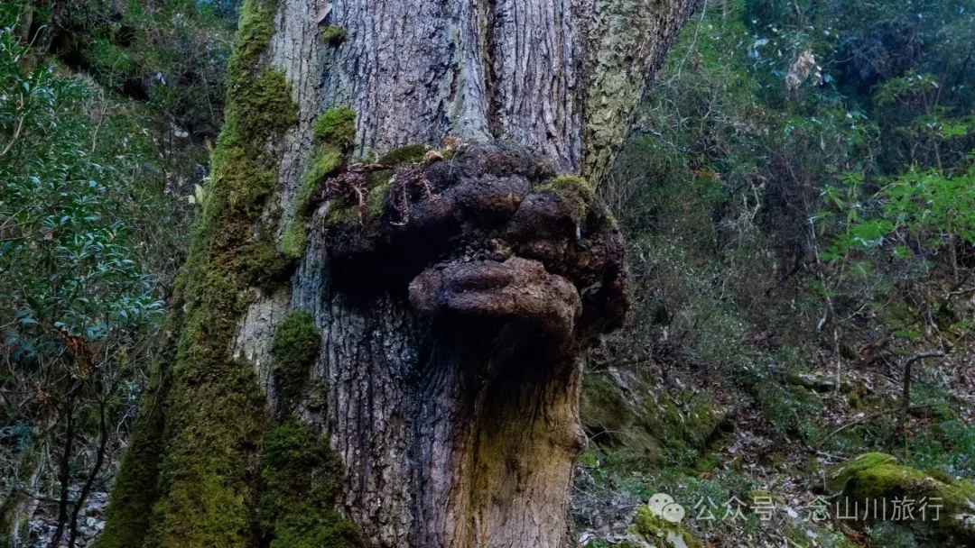 云南冬日，隐居山中：一条环线徒步的沉静旅程 - 第10张