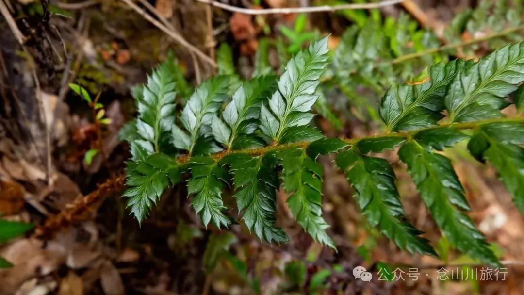 云南冬日，隐居山中：一条环线徒步的沉静旅程 - 第20张
