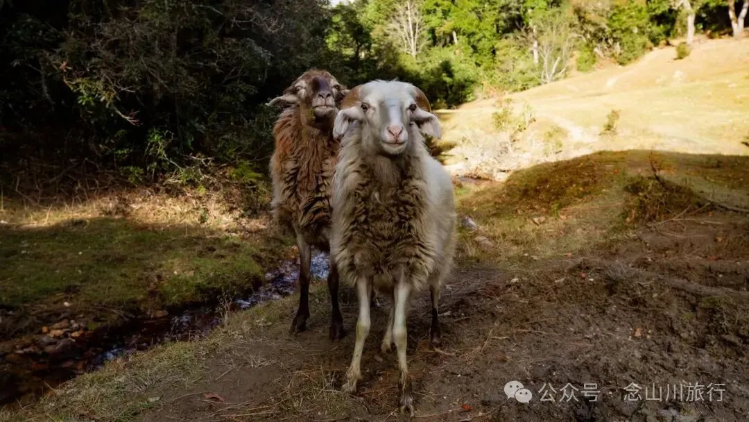 云南冬日，隐居山中：一条环线徒步的沉静旅程 - 第21张