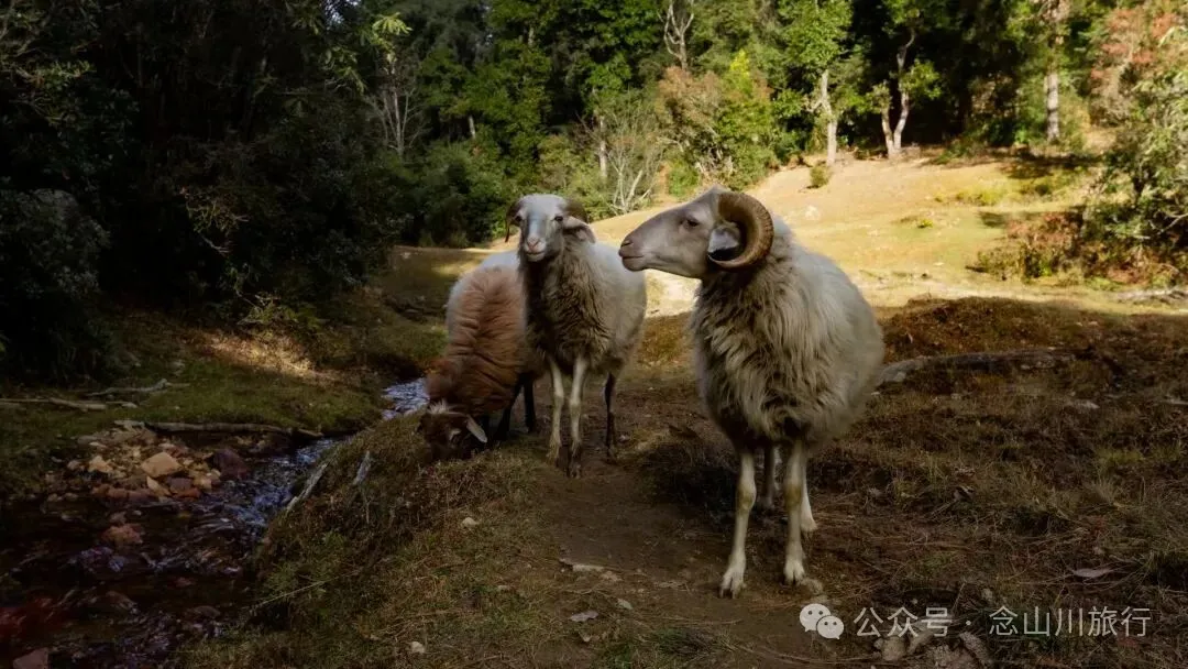云南冬日，隐居山中：一条环线徒步的沉静旅程 - 第22张