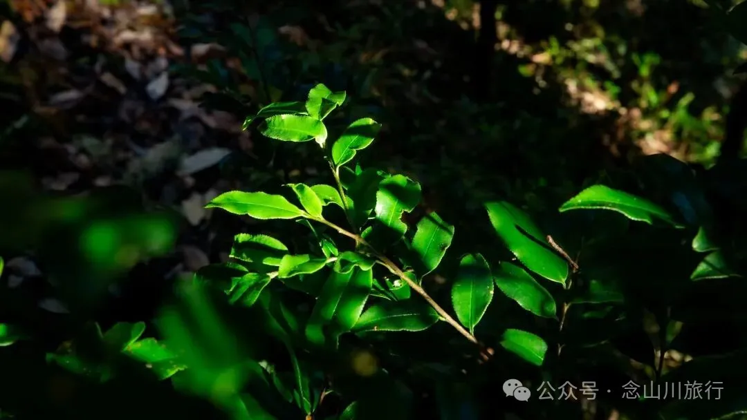 云南冬日，隐居山中：一条环线徒步的沉静旅程 - 第6张