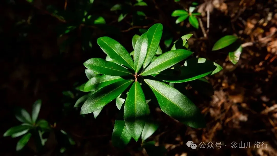 云南冬日，隐居山中：一条环线徒步的沉静旅程 - 第7张