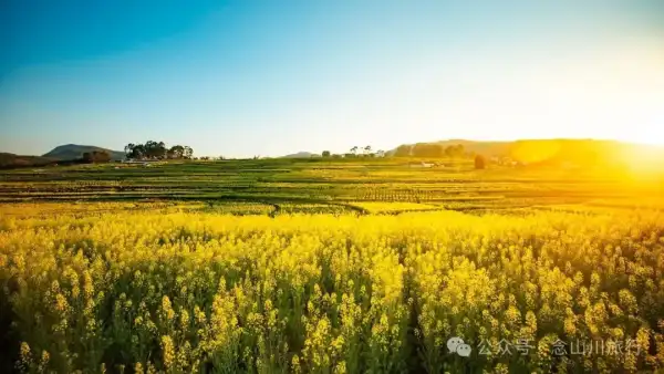保山隆阳区丙麻乡油菜花|土夯小屋,远山淡烟,夕阳花田,这是谁的美好故乡呢