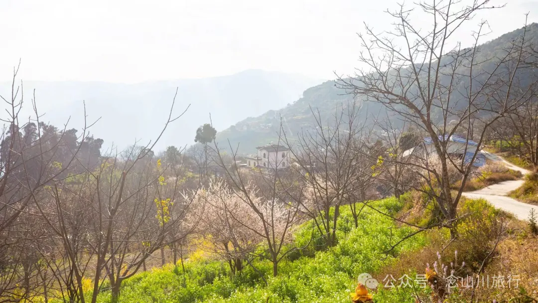 冬日山中赏梅:不喧不争,自有光阴 - 第1张