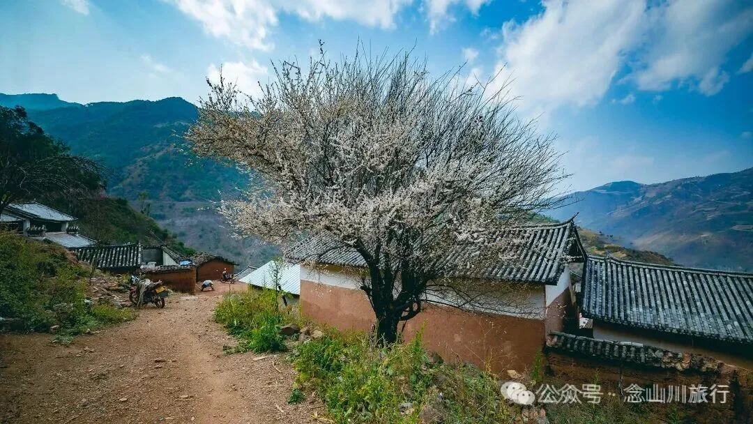 冬日山中赏梅:不喧不争,自有光阴 - 第10张