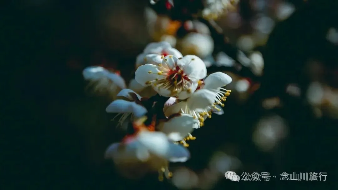 冬日山中赏梅:不喧不争,自有光阴 - 第12张