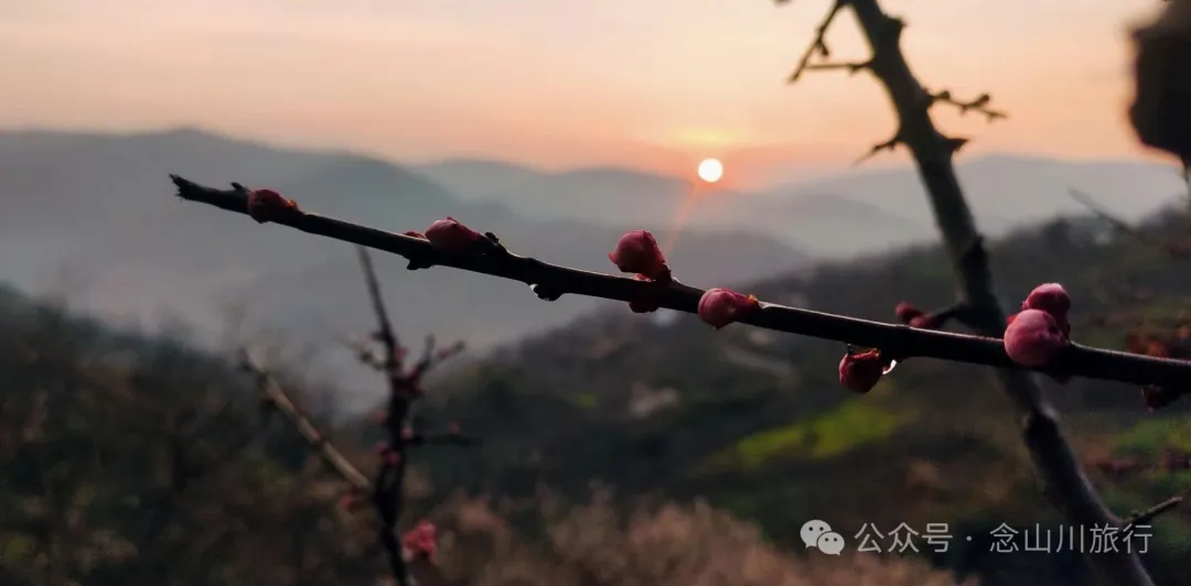 冬日山中赏梅:不喧不争,自有光阴 - 第13张