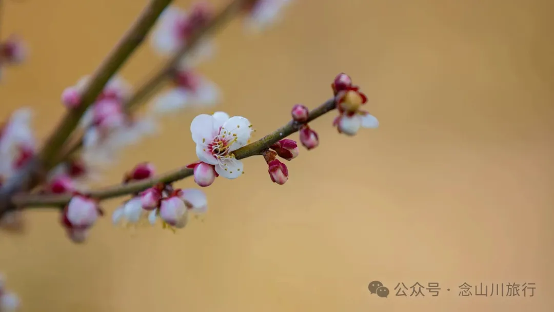 冬日山中赏梅:不喧不争,自有光阴 - 第14张