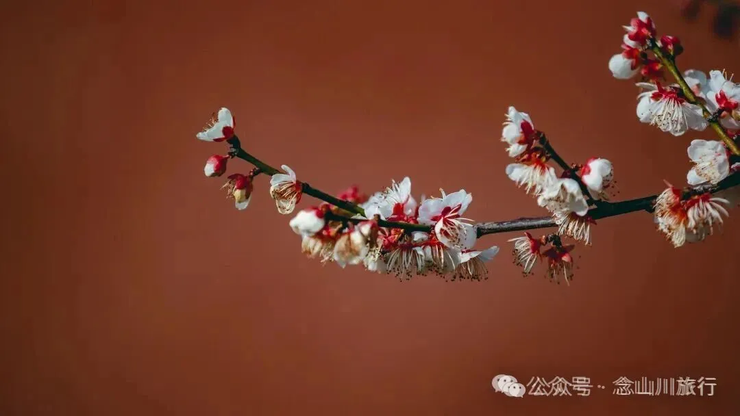 冬日山中赏梅:不喧不争,自有光阴 - 第15张