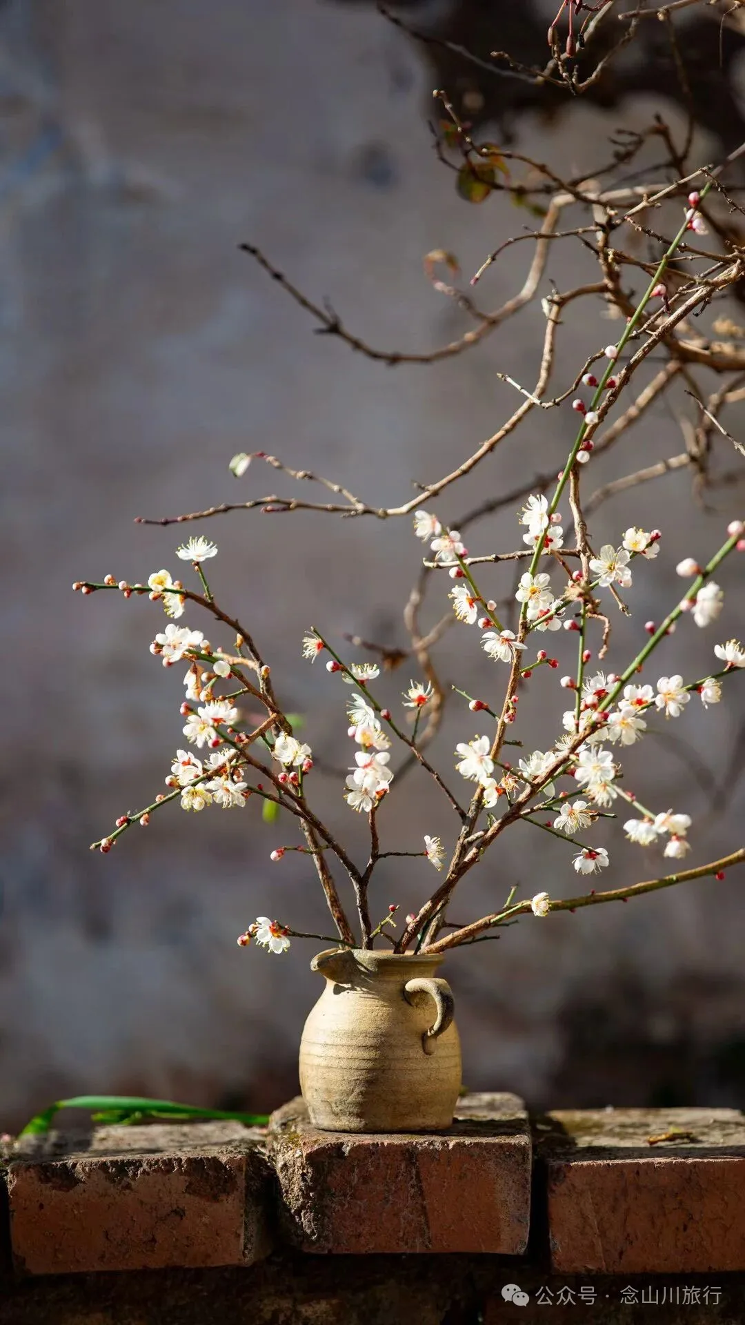 冬日山中赏梅:不喧不争,自有光阴 - 第17张