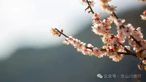 冬日山中赏梅:不喧不争,自有光阴