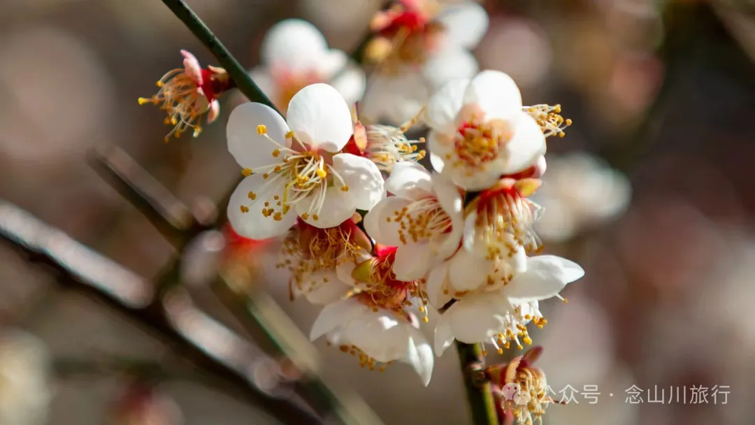 冬日山中赏梅:不喧不争,自有光阴 - 第3张